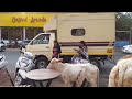 Street cows in Anjuna, Goa