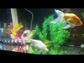 Monster Pet Goldfish