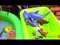 SEA ANIMALS FOR TODDLERS: LEAFY SEA DRAGON, MOLA MOLA, SHRIMP, SEAHORSE, YELLOW BOXFISH, AND OTHERS