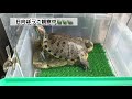 ミドリガメの飼育！大型ミドリガメのケージの作り方を紹介します！