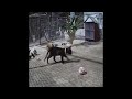 🐕😘 You Laugh You Lose Dogs And Cats 🐕🐱 Funniest Animals 2024 #15