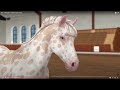 ¡¡Comprando un CABALLO de las REBAJAS+SPOILER!! ||Spoiler/Star Stable Online