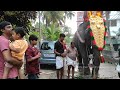 ആനയുടെ മുന്നിൽ  നായ !! 😳😅😂 Elephant and Dog ❤️ umadevi elephant | ഉമാദേവീ ആന | kerala elephant video