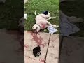 Police Stop Vicious Dog from Attacking People in a Neighborhood