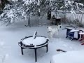 Luna in snow 4
