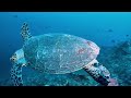 Beneath the Blue Sea🌿Ultra HD🌿Witness stunning marine life and soothing relaxing music🌿study music4K