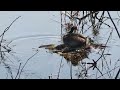 カイツブリの抱卵ラッシュ@勅使池 / Little Grebes incubating everywhere at Chokushi Pond