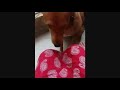 funny Dog cute dog r crazy spidey