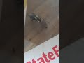 spider takes fly and goes. blurry