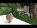 How I Did Domesticate a Mourning Dove in Few Minutes.HD