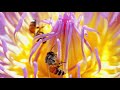 How Do Honeybees Get Their Jobs? | National Geographic