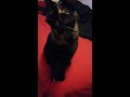 Bobtail Cat Investigates Camera