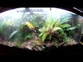 My Mist King Terrarium/Vivarium Setup GoPro HD