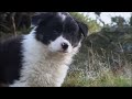 Mist: The Tale of a Sheepdog Puppy | Family Film