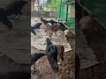 Put natural chicken feed, good Khmer chicken🐣🐥🐓👈from Cambodia 🇰🇭 🙏❤️