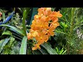 Orchid Jungle 2024: A Journey Through the World of Exotic Orchids, 1st Part @Carol-Beauty of Nature