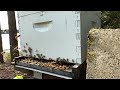 Honey Bee Hive Entrance Slo-Mo