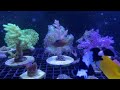 Foxface Rabbit Fish - Bubble Algae Cleanup | Part 2