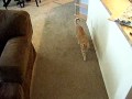 Jude the Cat Playing Fetch
