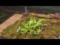 A Large Venus Flytrap VS a Mantis