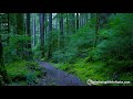 Sleep, Study or Focus with Rain Sounds in The Woods White Noise | 10 Hours