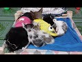 New Funny Animals😻🐶Best Funny Dogs and Cats Videos Of The Week😹part 7