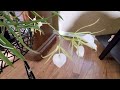 11.11.21 An update of my blooming Orchid.