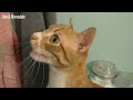 Funny Cats and Kittens Meowing Compilation