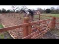 Horse Fail/Win!!