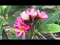 Paradise of Plumeria flowers