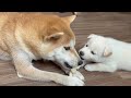 【柴犬 子犬】母犬のおもちゃを持ち逃げしてみる子犬