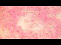 Blood on 1000x Microscope HD 1080p