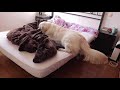 How a Golden Retriever wakes up my wife!