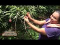 LITCHI LA FRUTA AFRODISÍACA | Lo que NO debes hacer al sembrar en acodos | 150 toneladas de cosecha