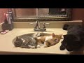 Kittens in sink.!!!