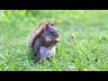 “Cute” the Red Squirrel