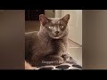 🤣 New Funny Cats and Dogs Videos 😍😹 Funniest Catss 😂