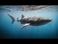 DEEP SEA CREATURES: Ocean Animals 4K VIDEO ULTRA HD - Sea Animals for Relaxation & Calming Music