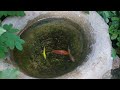 Catfish Fishing Video, Ornamental fish, Koi, Glofish, Betta fish, goldfish, Cute fish