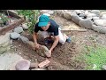 Trồng Rau Nuôi Gà / Grow Vegetables And Raise Chickens