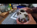 How I Make Human Skull Paper Mache