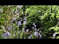 Bluebells at Boswiddle ford.