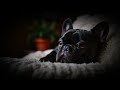 Calming Sleeping Music for all Dogs ♫ | 12 Hours of Healing Frequencies and Sounds