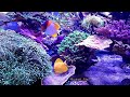 Beautiful Aquarium with fish