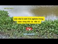 Một Ngày Câu Cá Sông Cần Giuộc Long An Trải nghiệm cùng team và cái kết...#Minh Ngọc Vlog 84.#câucá