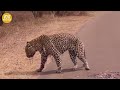 The Injured Leopard And What Happens Next, Can It Survive? | Animal Fight