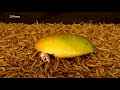 Mealworms vs BEST SCENE