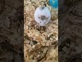 My dwarf hamster eating a treat