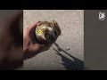 Man Pets A Baby Owl & Picks It Up – Then It Screeches In Fear!