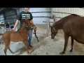 Baby Horse Explores Pasture + Auction Foal and Mama Quick Update